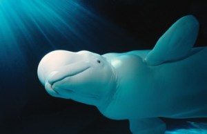 MONODONTIDAE Delphinapterus leucas