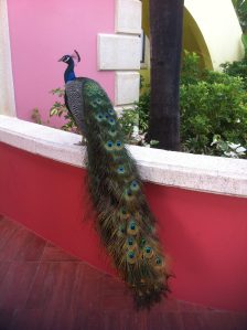 peacock perched atop a red half wall in landscaping